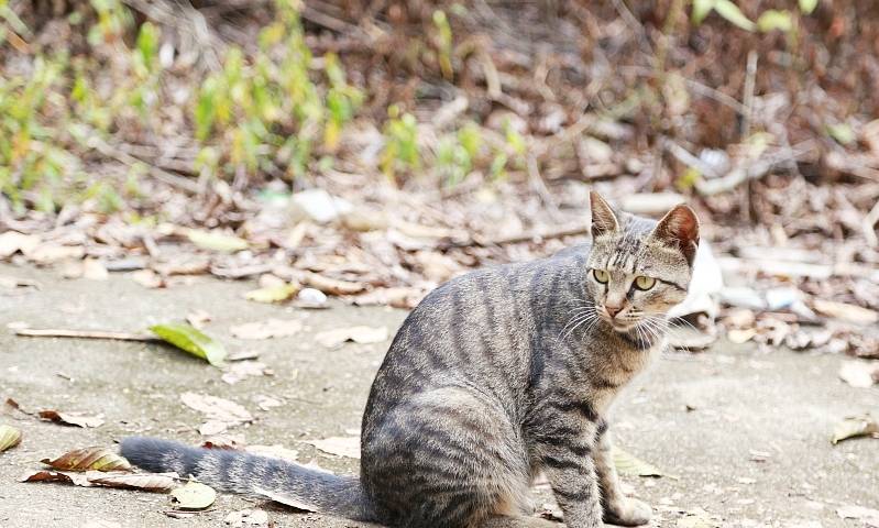 猫咪宠主搬家忘带猫主子，猫咪自己跑回家，网友：狸花猫就是“优秀”