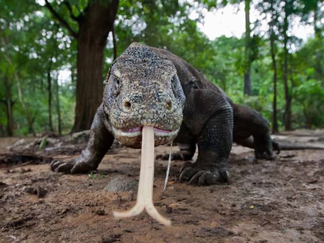 为什么人类不喜欢自己身体原有的气味，而要发明香水来掩盖体味？