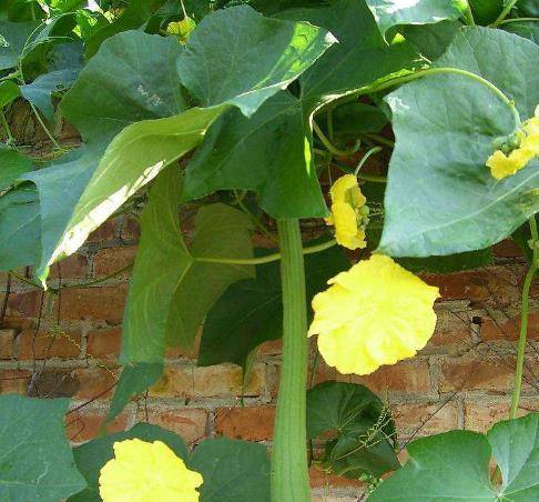 有种瓜 从头到脚 皆有营养 不是冬瓜和黄瓜 那是什么呢 丝瓜 的作用 瓜子