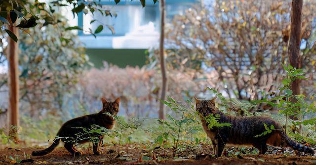 我国中国狸花猫为何“遭人嫌”？这6个原因，你可能也不喜欢