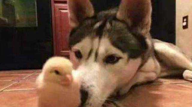 鸡仔二哈精心照顾小鸡仔，2个月后画风突变！