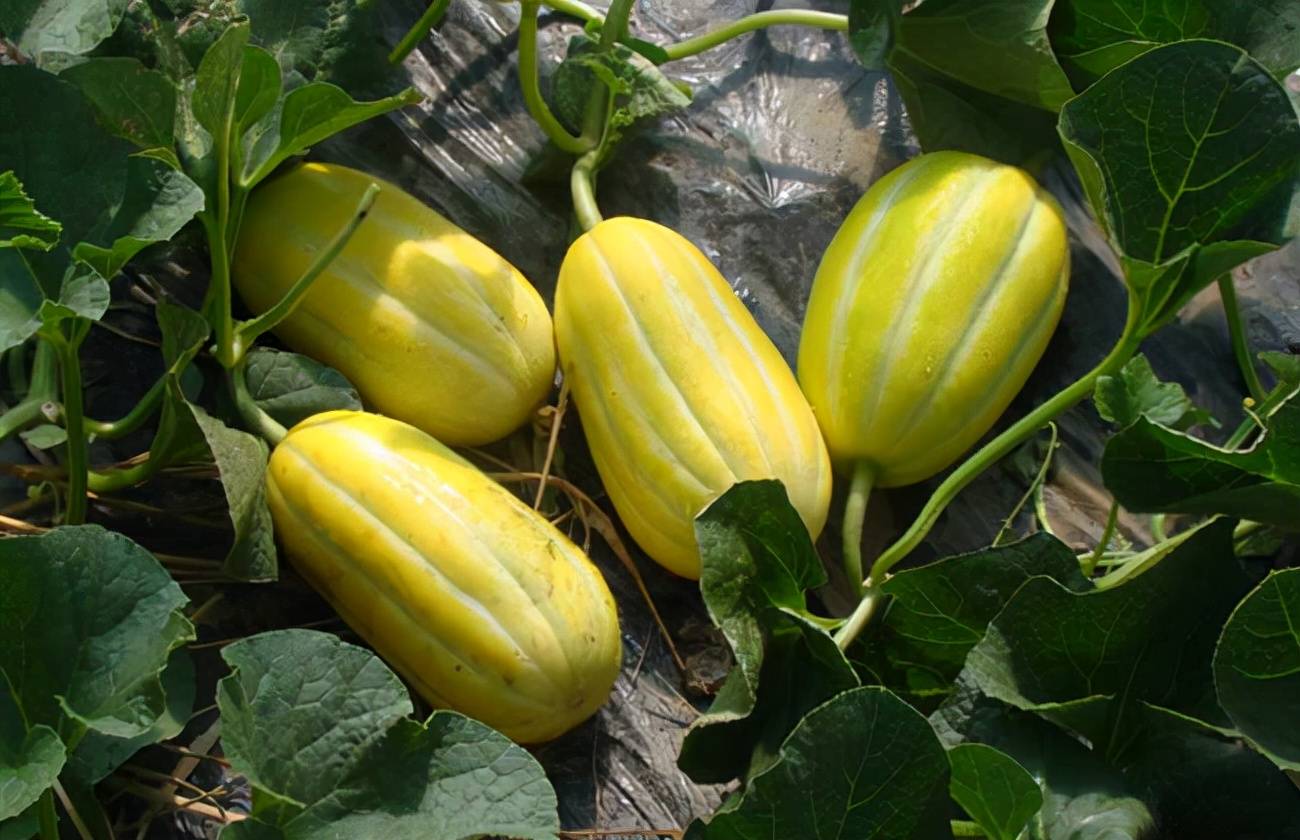 香瓜色味不佳的原因