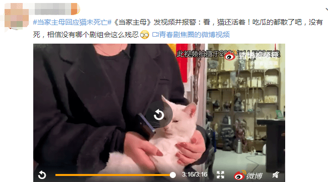 他怎么还不被封杀 猫咪 视频 小猫