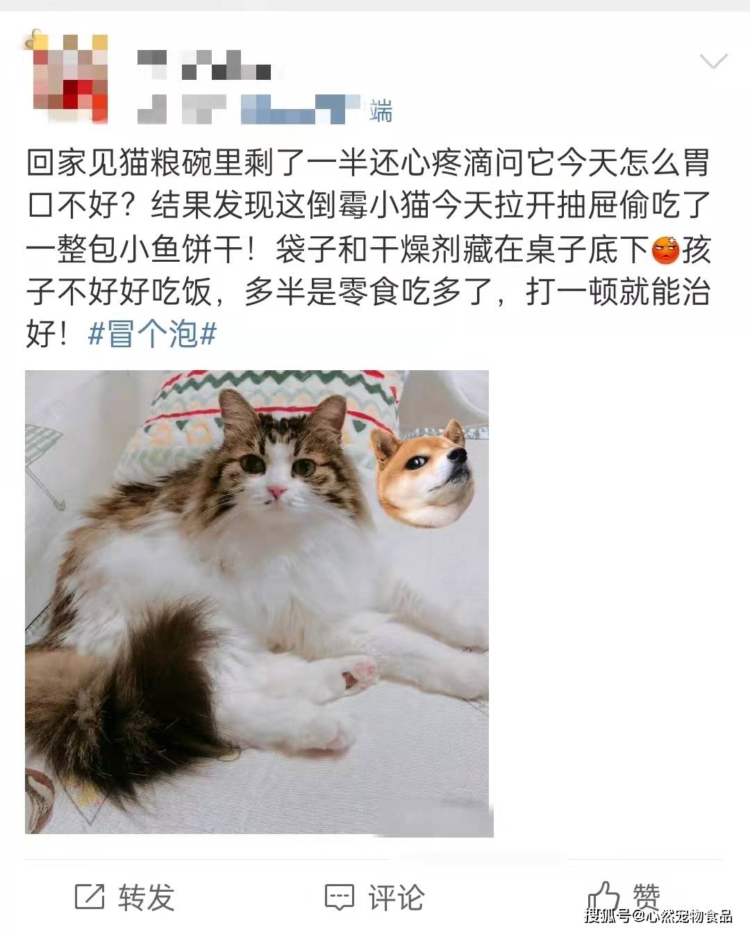 猫咪|主食包居然藏着小秘密？