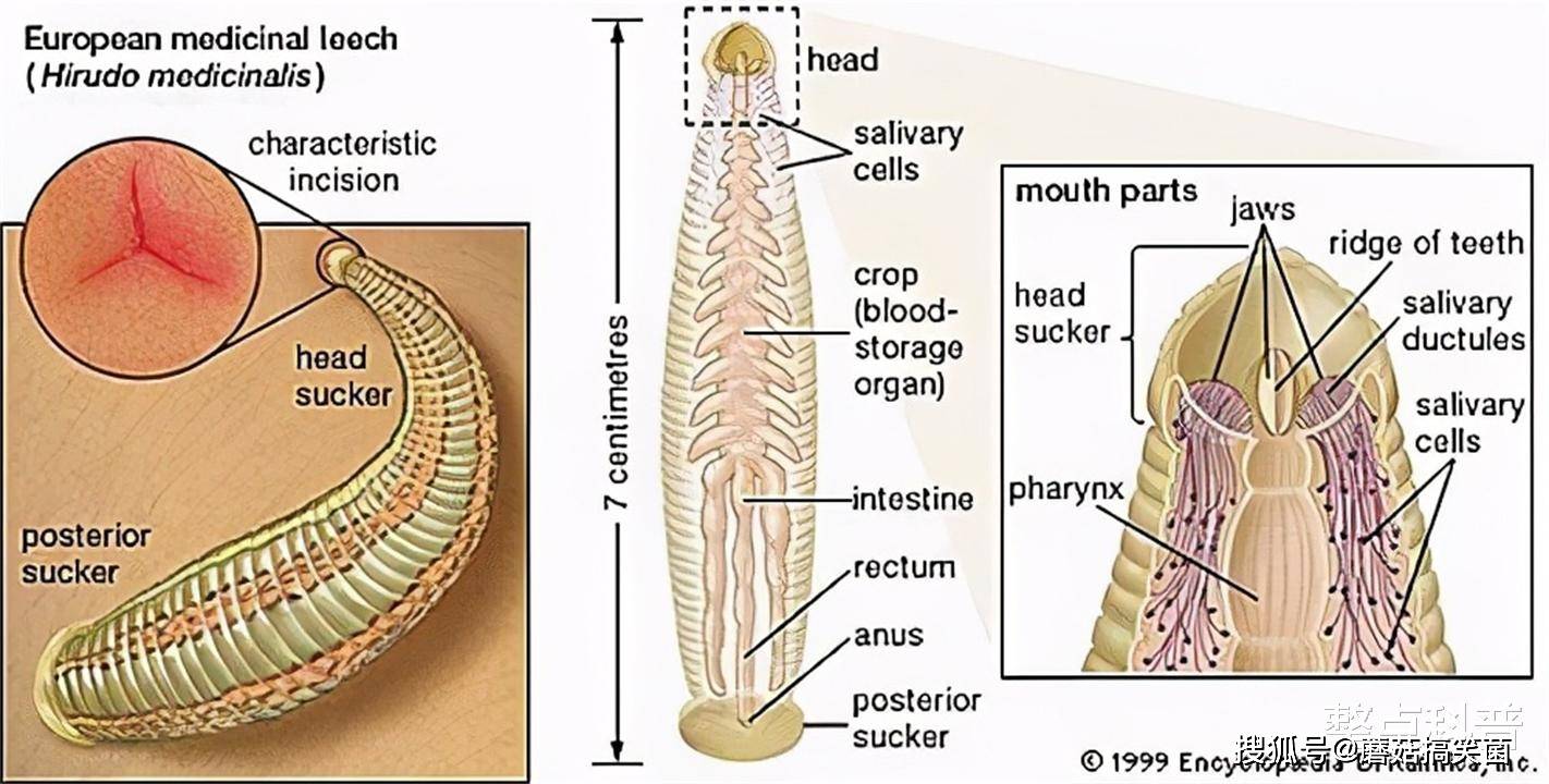 水蛭的结构解剖图图片