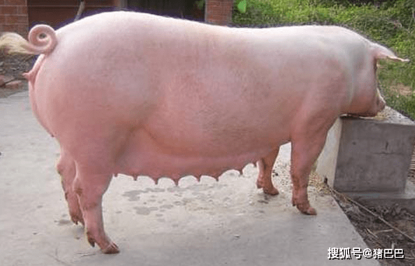 猪怀孕60天b超图像图片
