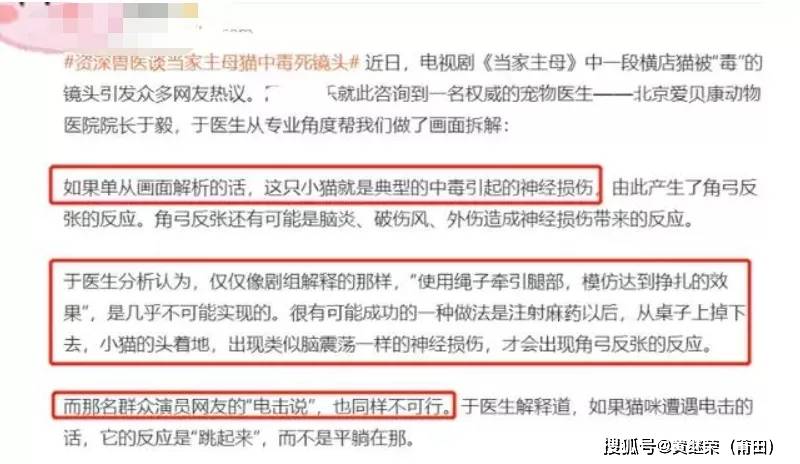 猫咪|于正“虐猫”事件升级：他犯的错，远没有这么简单