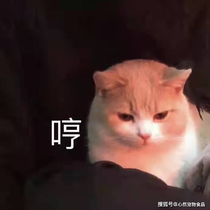 猫咪|主食包居然藏着小秘密？