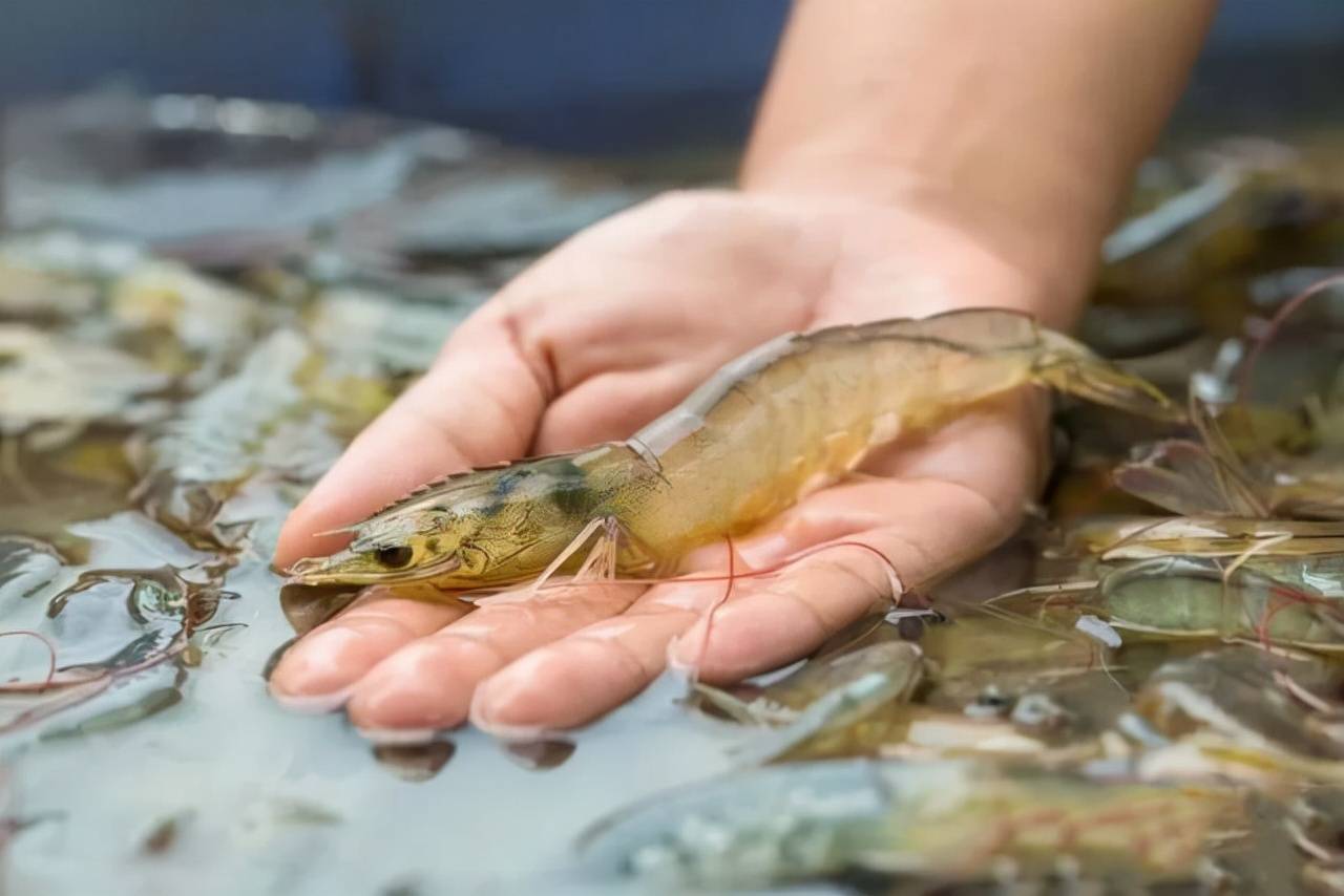 原创损失达1亿日元,日本一渔港养殖虾全部死亡,这是怎么回事?