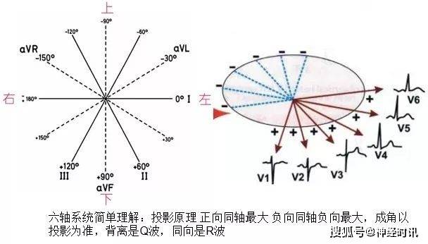 心尖搏动范围图片