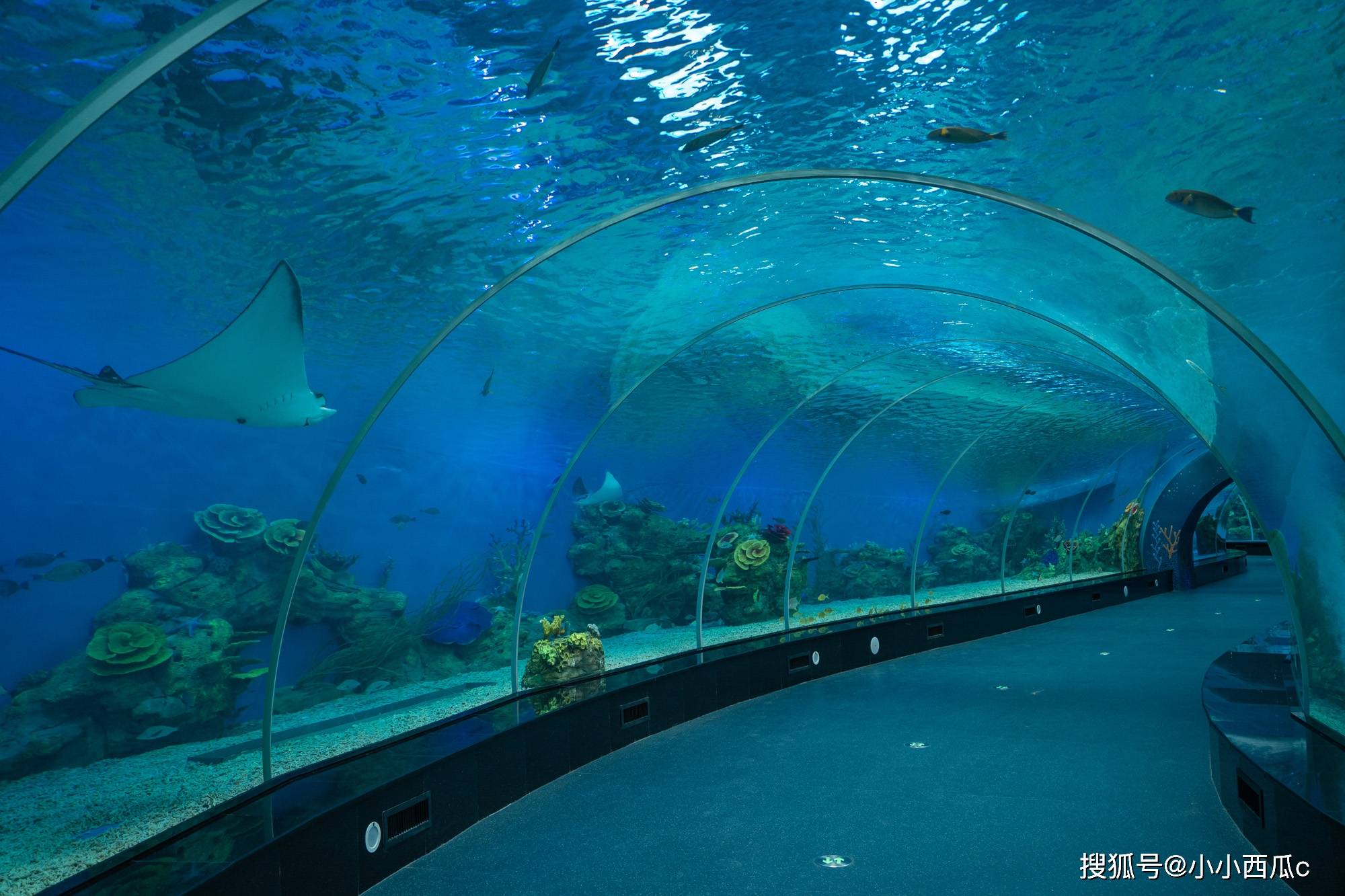 在福建泉州也能畅游环球四大洋体验世界级马戏精品圆海洋梦了