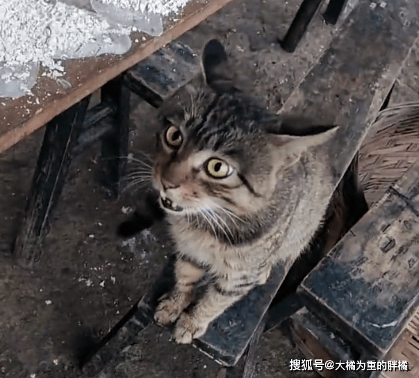 猫咪宠物猫随主人回家过年，却被老家狸花猫欺负，躲在主人怀中不敢走