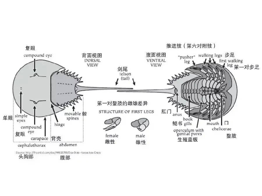 鲎的身体一共分为三部分,最前面的头胸部就像一轮圆满的月牙,如钢盔一