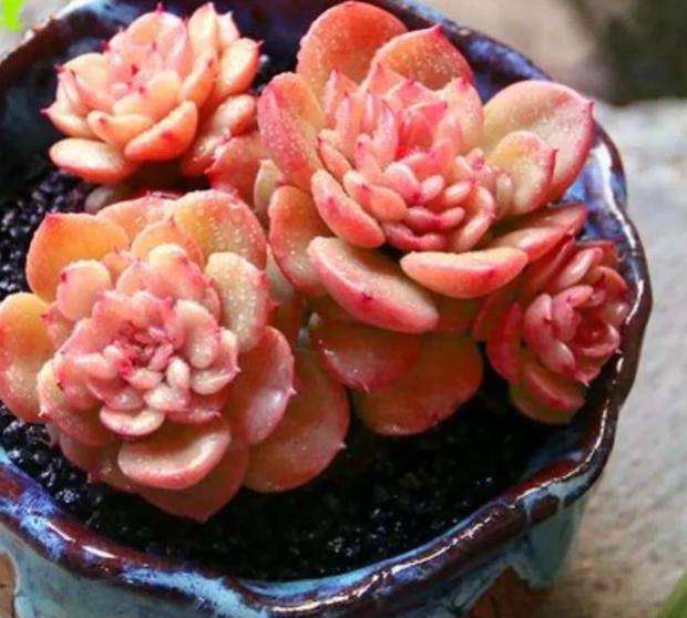 多肉怎么养才能是粉色 b02563bf39f84e3b92908e8f8f544bfb.jpeg