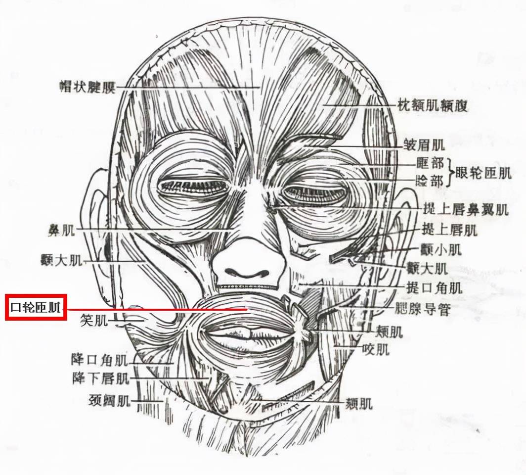 睫状肌环形纤维图片