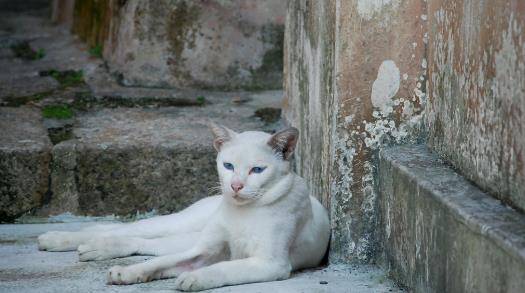 猫咪|不虐待动物就拍不好影视剧了吗？这5部戏的做法，一个比一个残忍