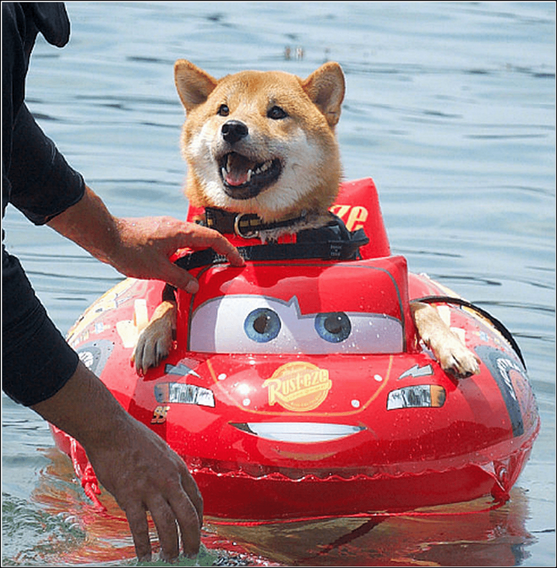 原创男子带柴犬漂流本以为它会害怕结果狗子的表情太搞笑了