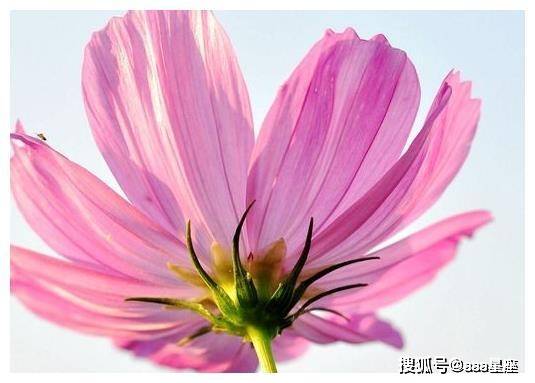 这4属12月28日开始 财源广进 富贵满满 生活乐开花 十二生肖 财富 什么