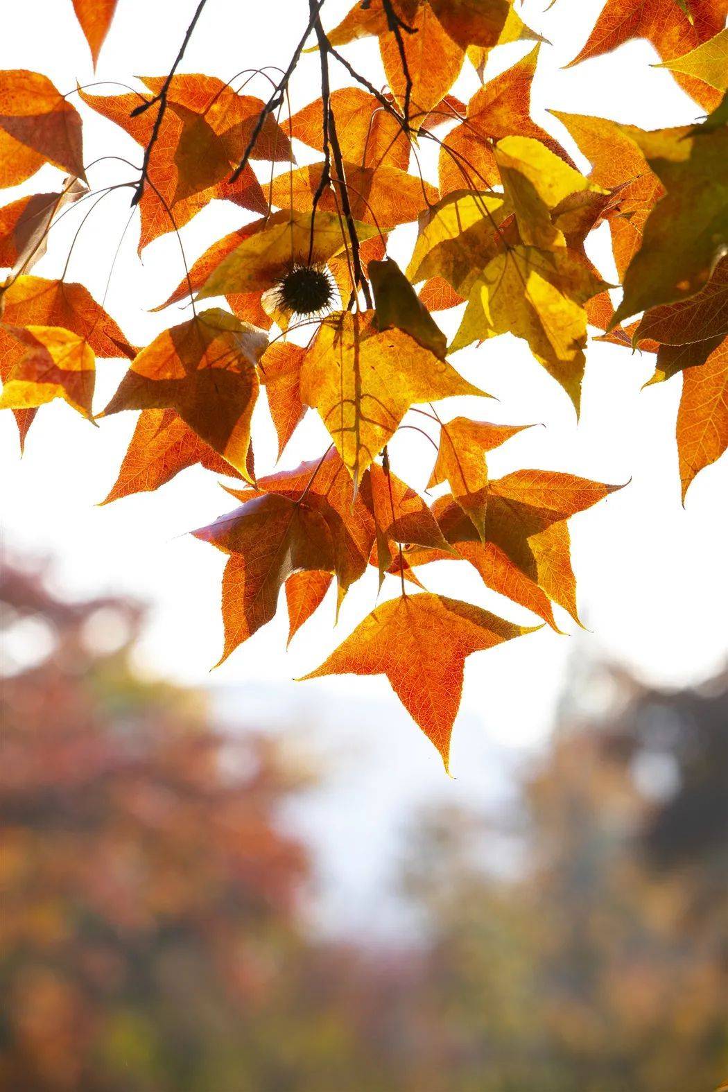 四季苏州 | 漫山枫叶色正浓,每一张都是壁纸_红霞_银杏_四大