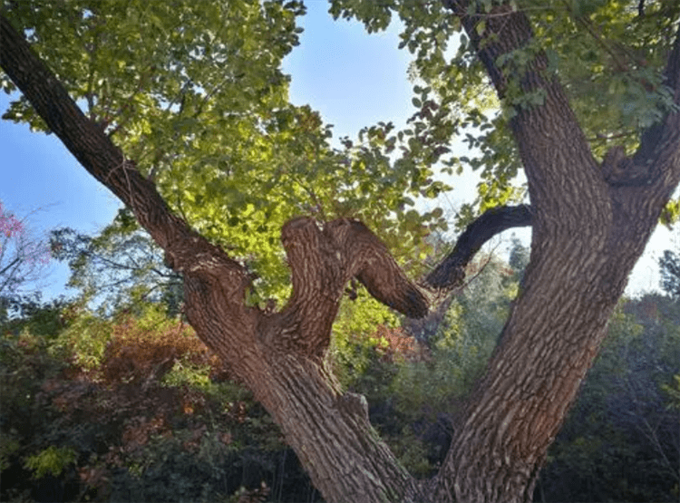 牛筋子树造型图片