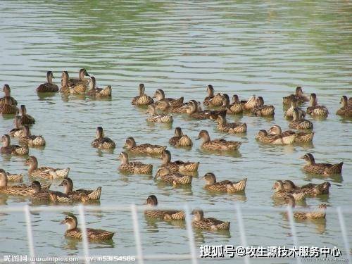 治疗|成都牧生源——鸭(鹅)得了浆膜炎和流感症状?