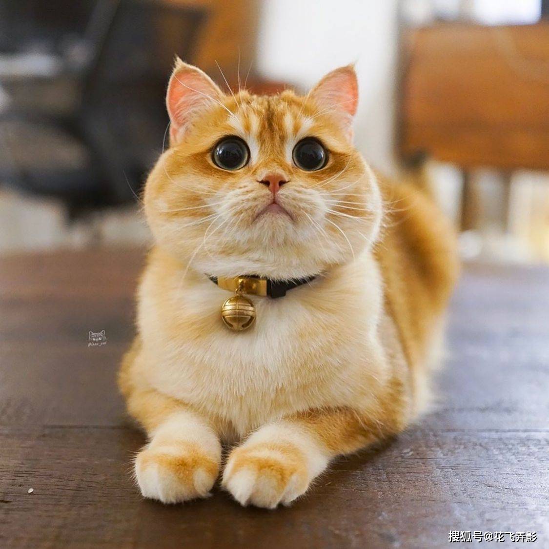 英短猫因长相酷似靴子猫走红小胖脸大眼睛萌翻全球网友