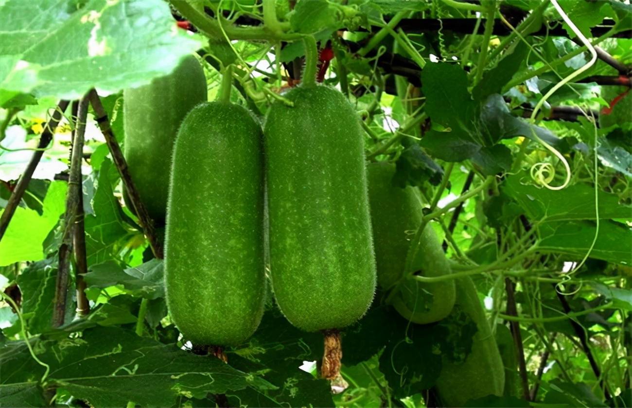 冬瓜定植后如何管理看了这篇文章你就知道答案了