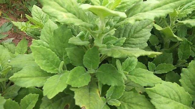 农民叫它"胖儿参",白子菜降"三高",有"神仙草"之美称_食用_农村_治疗