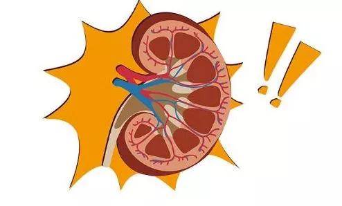 肾脏|肾真的能补回来吗？越用越少，受损终身不可逆