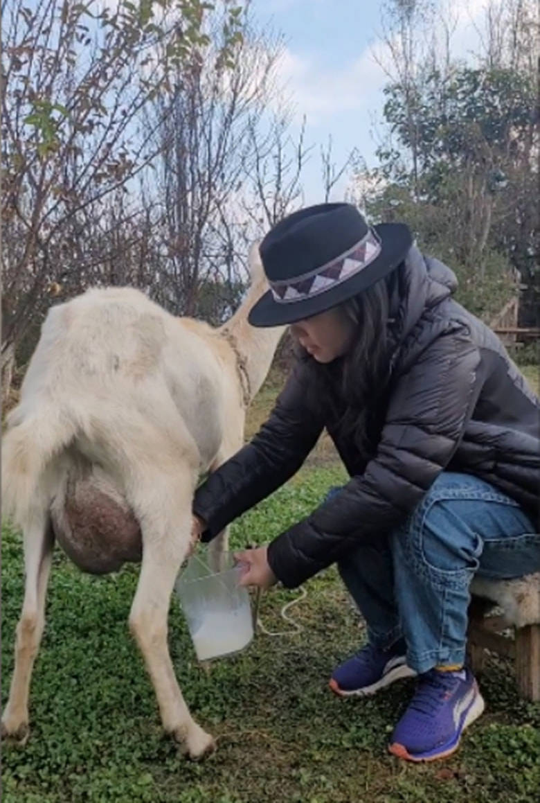 羊奶 龚琳娜素颜挤羊奶，穿羽绒服运动鞋，典型的老人打扮不像歌唱家！