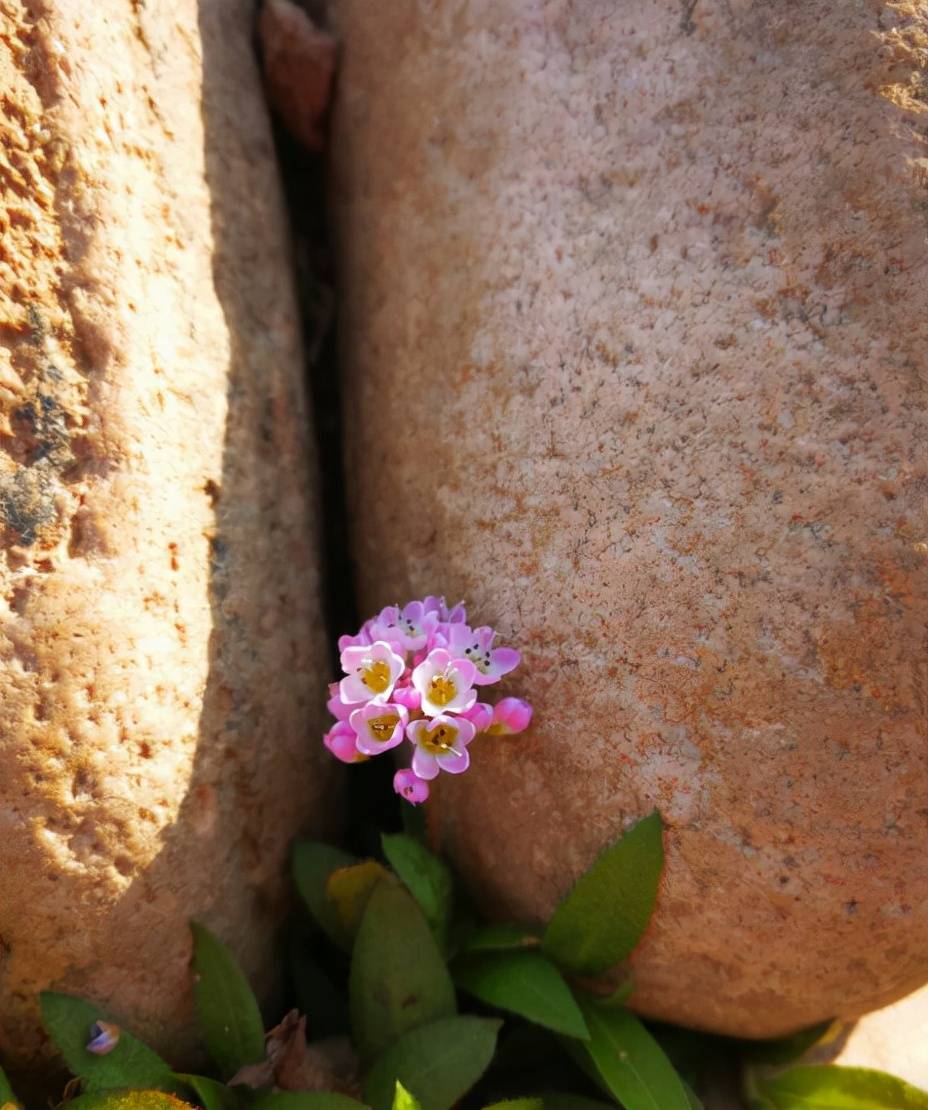 空林带冰月,老屋架霜烟.寂寞凤栖叟,思君又一年.返回搜狐,查看更多
