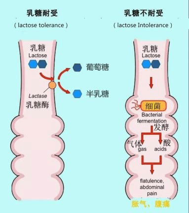 wildfieldhealth如何改善乳糖不耐症