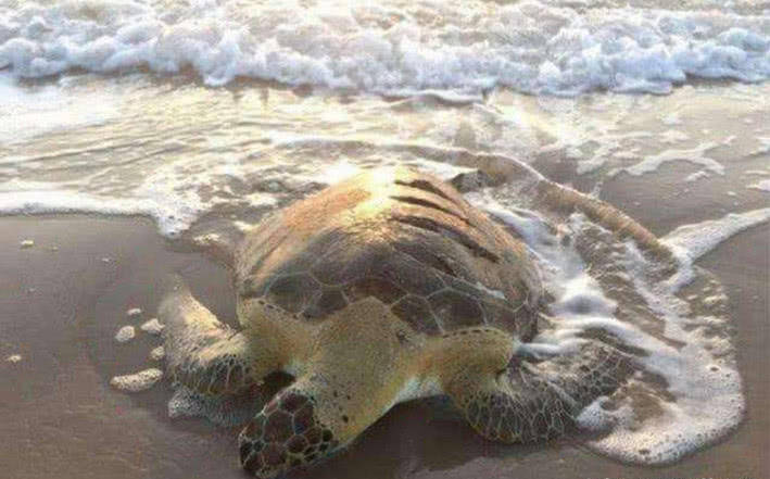 一只大乌龟在海滩上一动不动，男子好奇张望，看清后顿时情绪失控