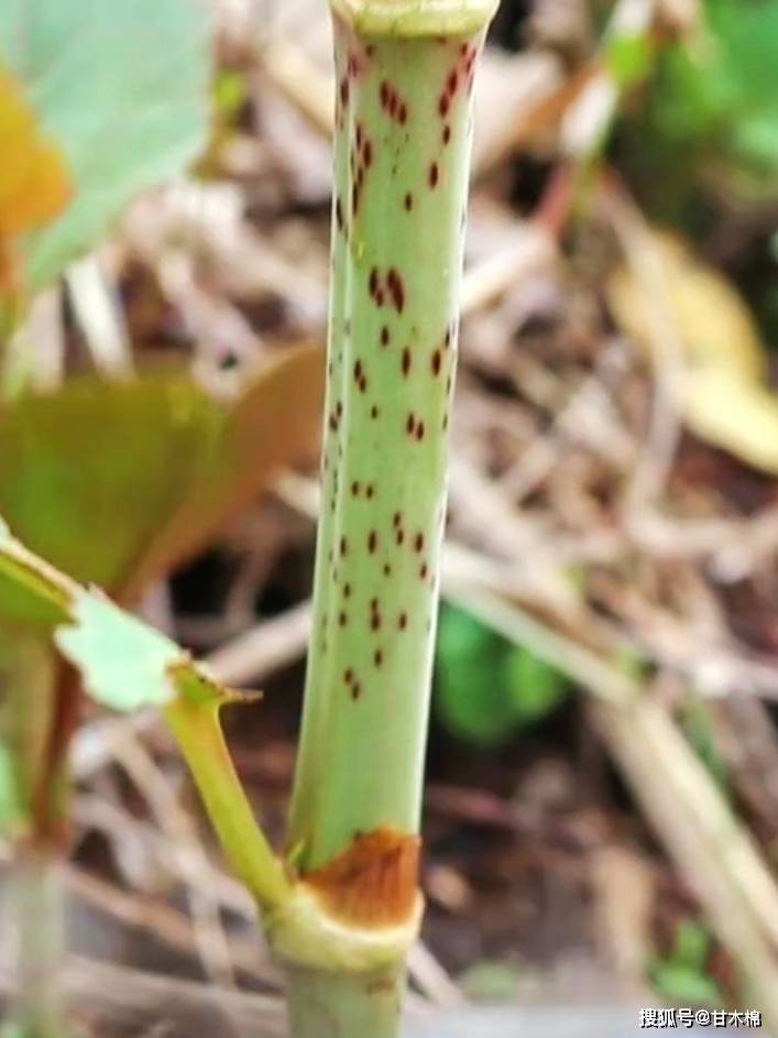 冒芽|儿时吃过的山野零食:酸筒杆,你还记得吗?它的根茎还能染色哦