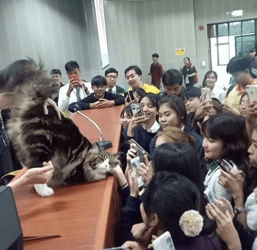 缅因猫突然闯进教室，当着众人做这个动作，师生们立马不淡定了