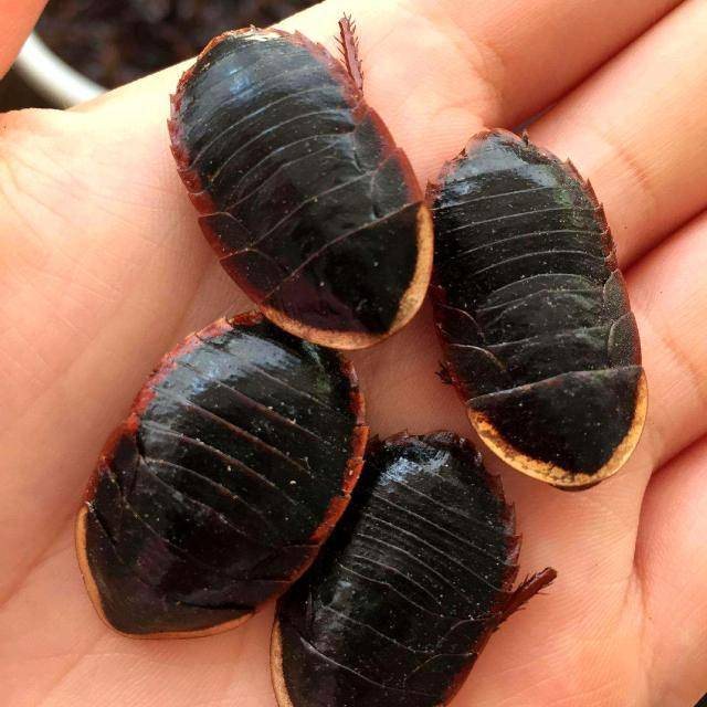 原创正宗土鳖曾风靡全国无奈成为一场骗局农民谈之色变