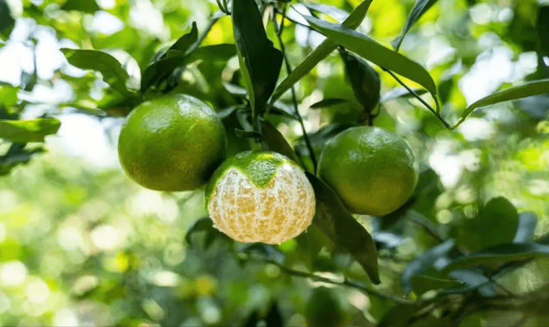 武则天女皇钟爱的水果之一光听名字就霸气它被誉为"中国柑橘种的翘楚"