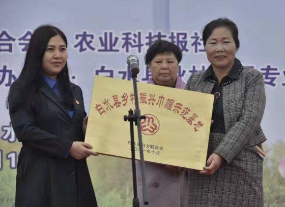 白水县秋林苹果专业合作社理事长林秋芳巾帼培育秋林果带领乡亲共致富