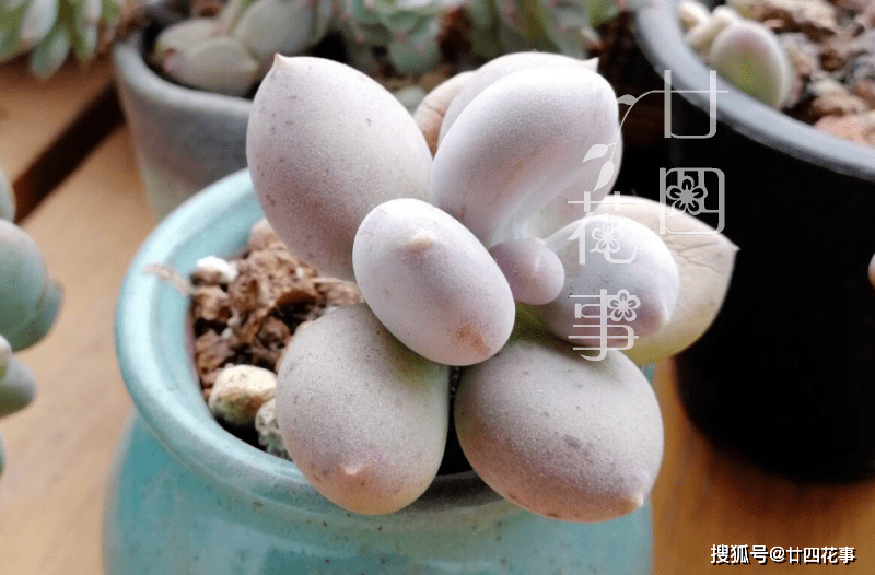 怎么把肉变成冻干 7a18d4efbf9a49d8be34e06c5b280ff6.png