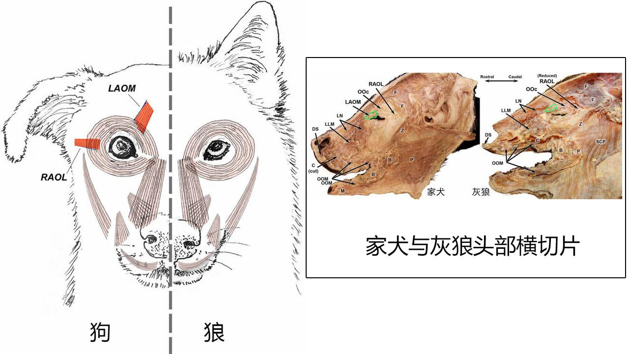 网友:自愧不如_人类_神经元_大脑
