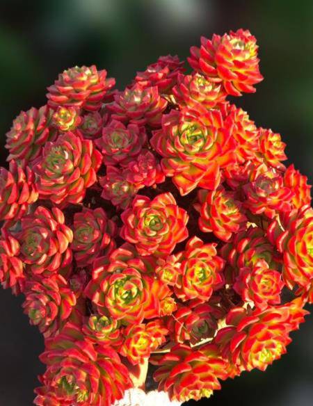 想要多肉蒂亚红彤彤?