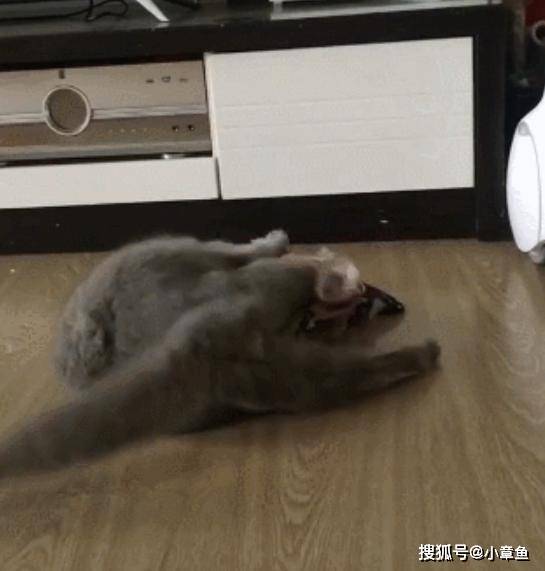 猫咪|主人说穿了衣服就有零食吃，蓝猫一分钟就穿上了，为了零食真是什么都干得出来