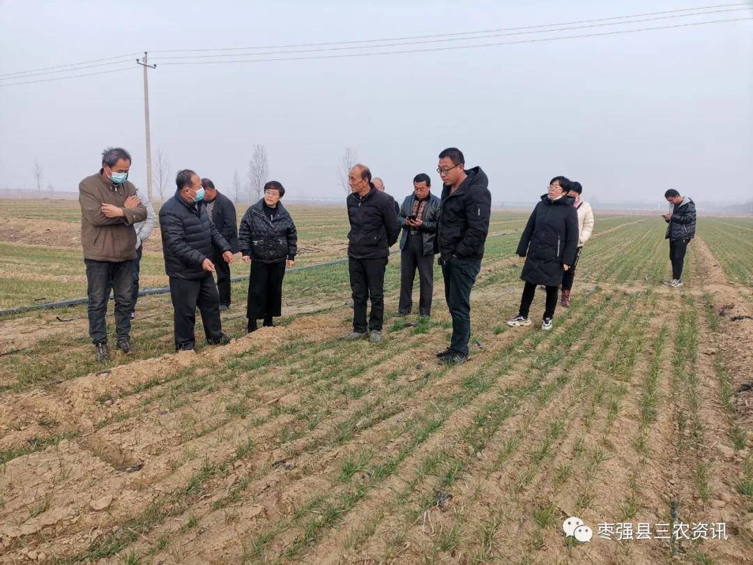 我为群众办实事:衡水市枣强县农业农村局组织赴饶阳参观学习_滴灌