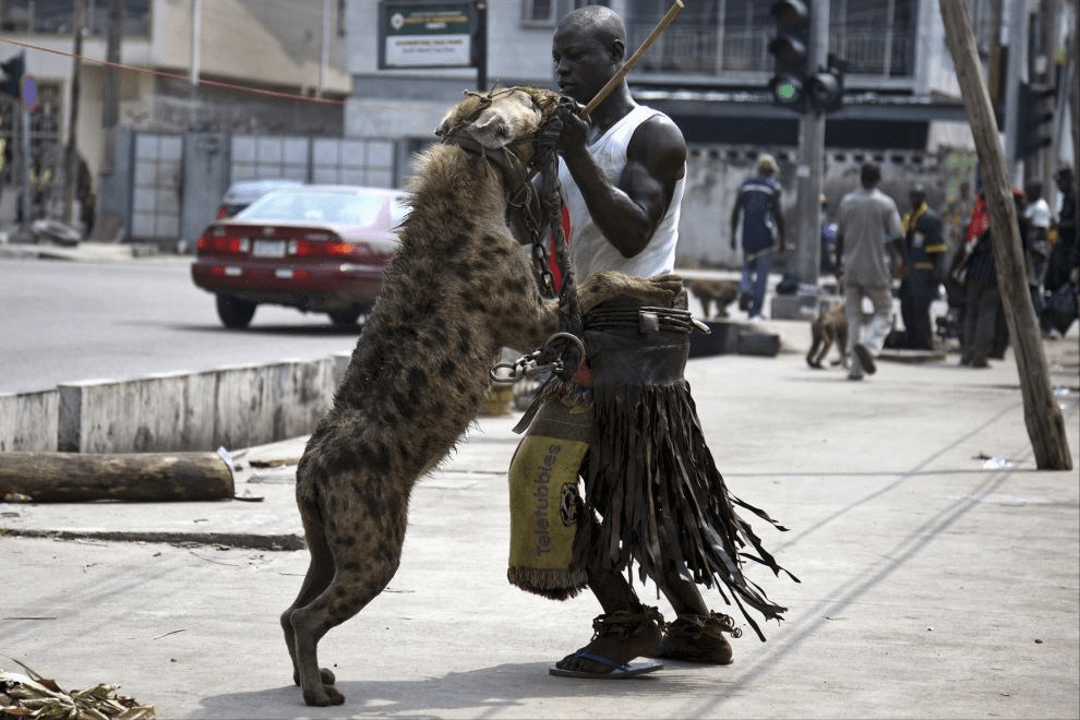 鬣狗为什么怕非洲人非洲作为世界第二大洲,人口自然是不少,根据2020年
