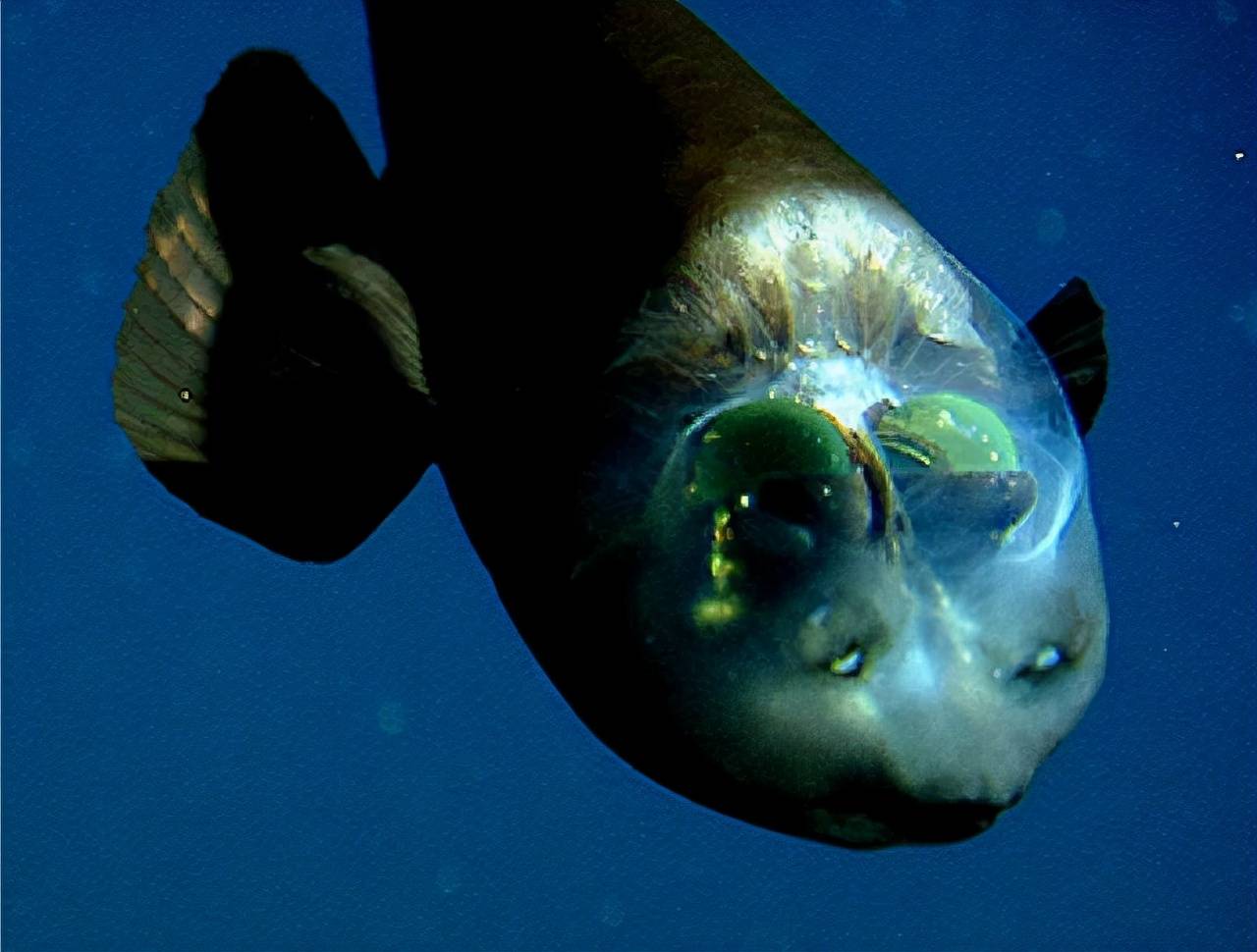 海洋里奇怪的鱼图片