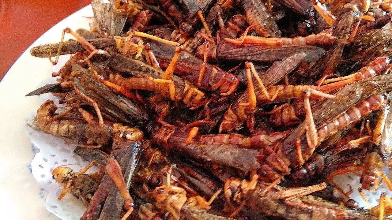山东特色小吃炸蚂蚱你知道哪个城市吃蚂蚱最多吗