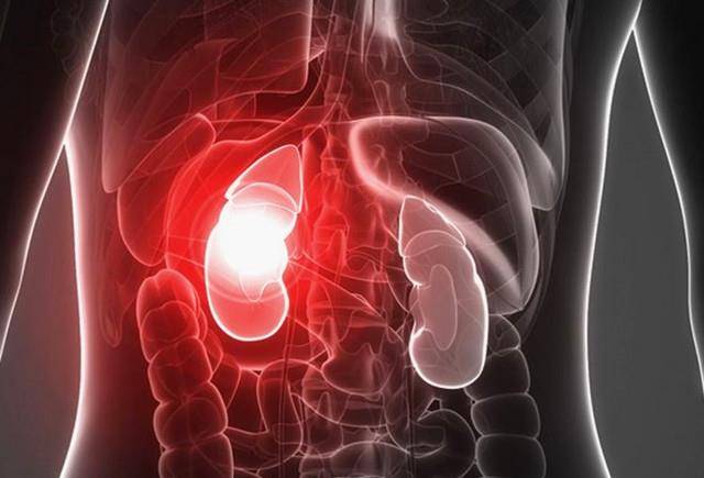 饮食|吃什么食物对肾脏有好处？肾脏不好的人不应该吃什么食物？