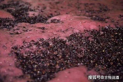 酒水|这么多水果能酿酒 人们为什么偏爱上葡萄酿的酒？葡萄酒的奥秘