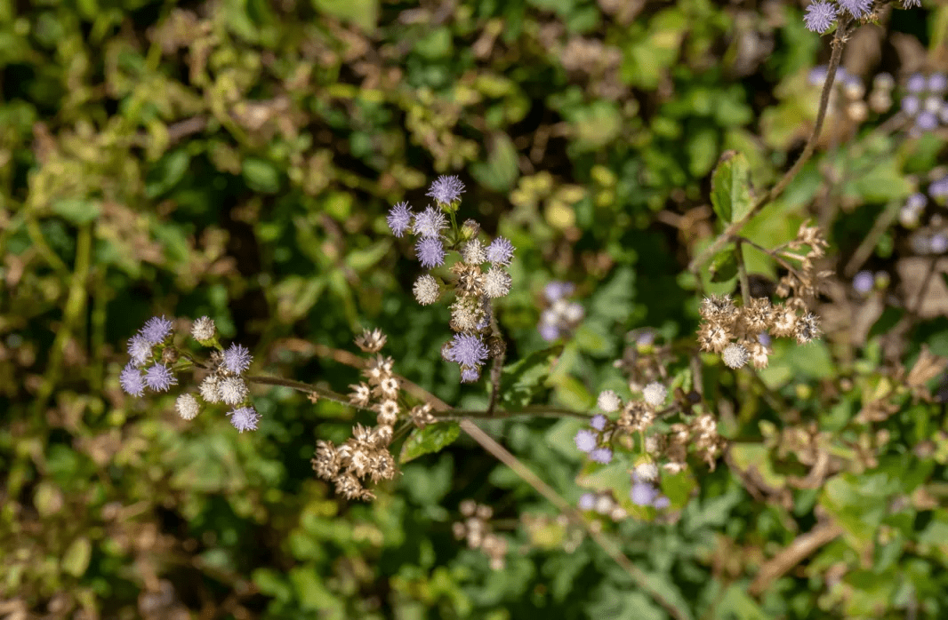 山桂花|腾冲北海乡：好山好水出好蜜