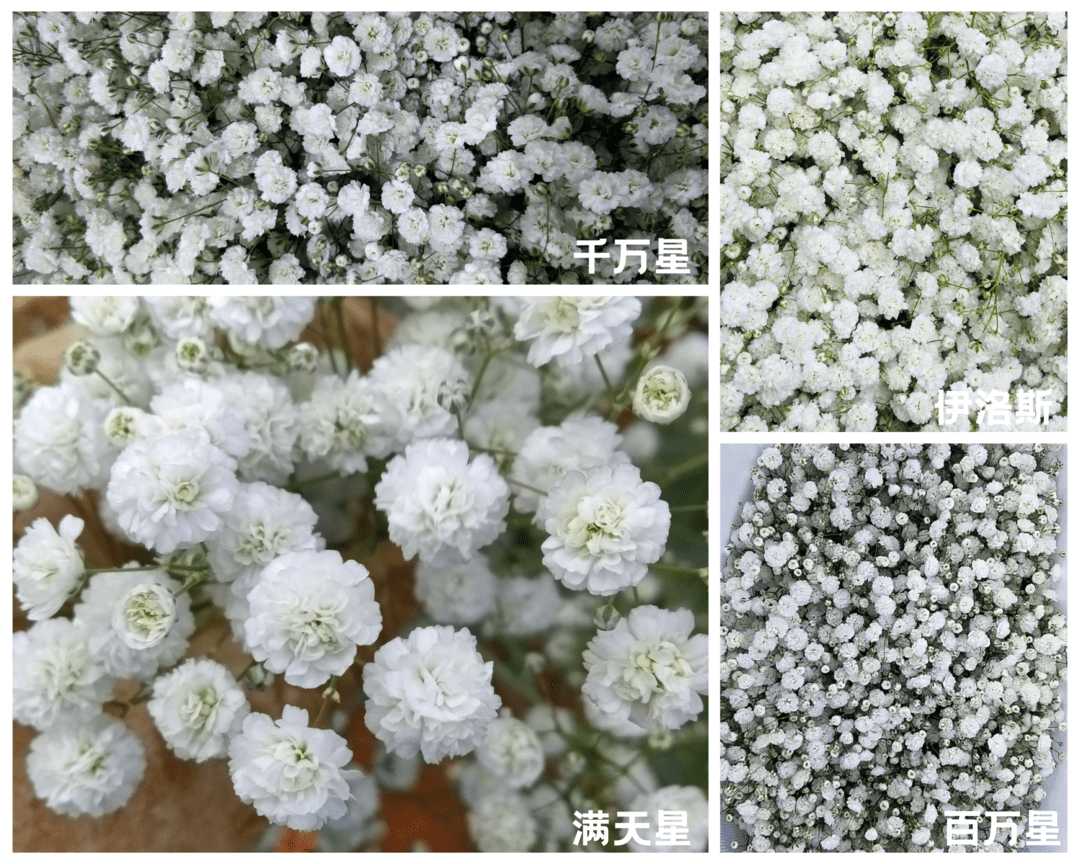 你真的了解满天星吗千万星百万星伊洛斯有何区别